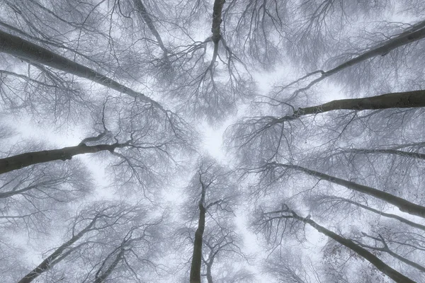 Вид Зверху Посеред Лісу Під Час Туманної Погоди Замерзлих Гілок — стокове фото