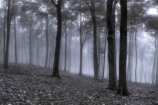Туман Лісі Створює Чарівну Атмосферу Чорно Білому — стокове фото