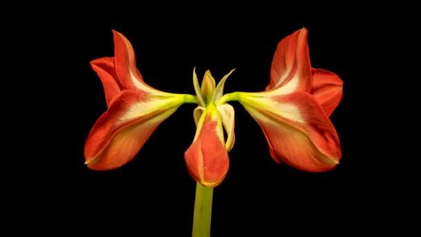 Timelapse Amaryllis Flower Blooming Black Background — Stock Video