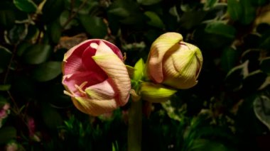 Zaman ayarlı Amaryllis çiçekleri doğa arka planında gelişiyor