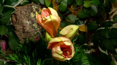 Zaman ayarlı Amaryllis çiçekleri doğa arka planında gelişiyor