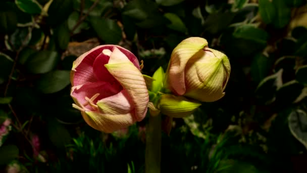 Timelapse Flores Amaryllis Florescendo Fundo Natureza — Vídeo de Stock