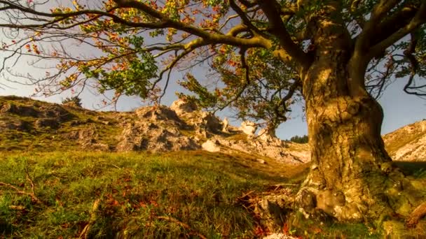 Zeitraffer Baum Herbst — Stockvideo