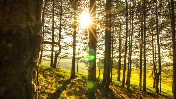 Time Lapse Soleil Dans Forêt Pins — Video