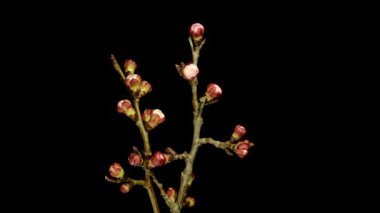 Siyah arka planda büyüyen ve açan bir kayısı çiçeğinin 4k Hd zaman dilimi videosu. Kayısı çiçeği açan zaman aşımı