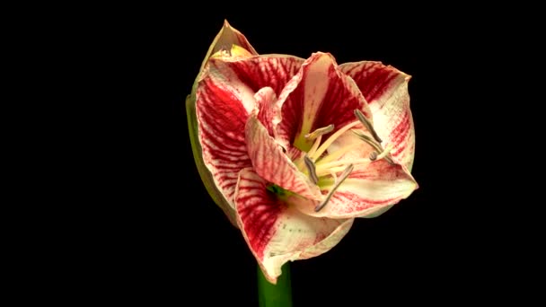 タイムラプスブラックを背景に繁栄するアマリリスの花 — ストック動画