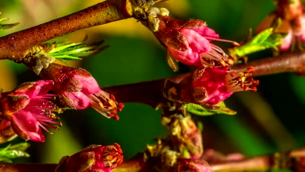 Zaman Dilimi Şeftali Çiçekleri Doğa Arka Planında Gelişir — Stok video