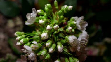 4k zaman aşımına uğramış kiraz çiçekleri yeşeriyor