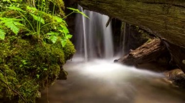 Dağ deresi, ormanın derinliklerindeki ölü ağacın altındaki kayaların arasına düşüyor.