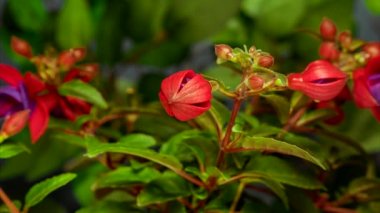 4k zaman dilimi Fuchsia çiçekleri yeşil arka planda gelişir.