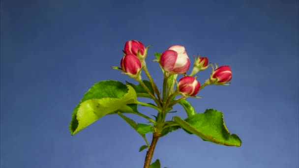 Timelapse Árvore Frutas Flores Maçã Florescendo Abrindo Fundo Azul — Vídeo de Stock