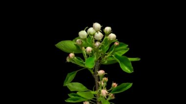 Zaman kavramlı meyve ağacı Armut çiçekleri gelişir ve siyah arka planda açılır