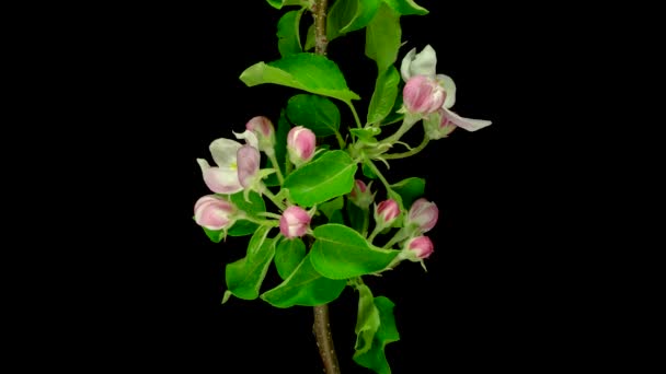 タイムラプスフルーツの木リンゴの花が繁茂し 黒の背景で開く — ストック動画