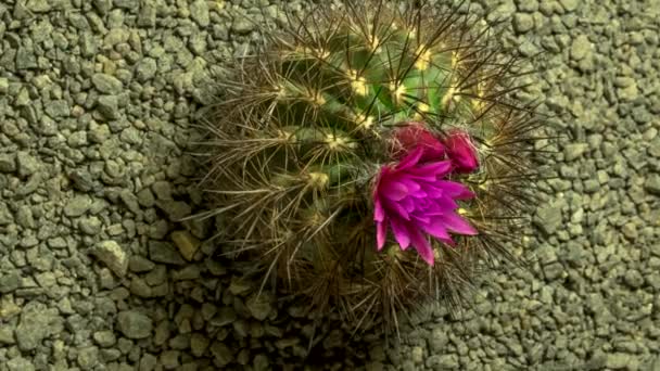 天然砾石背景下的粉红仙人掌开花时间的流逝 — 图库视频影像