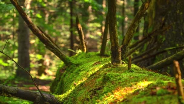 Tronco Árvore Morta Coberto Com Musgo Profundo Floresta Time Lapse — Vídeo de Stock
