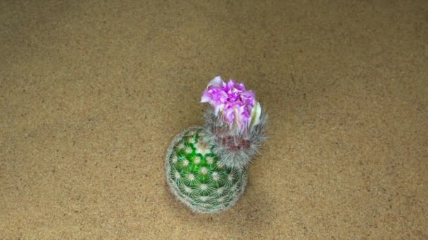 Time Lapse Van Roze Cactus Bloem Bloeien Natuurlijke Woestijn Achtergrond — Stockvideo