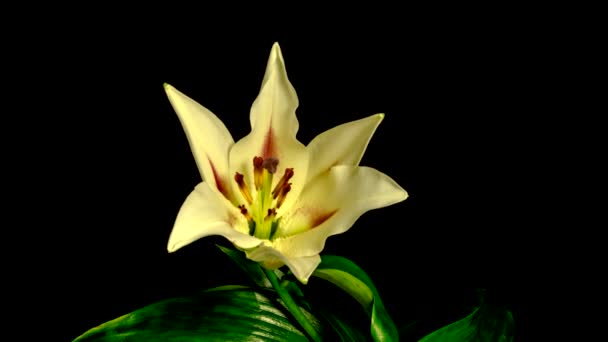 Time Lapse Giglio Giallo Fiore Fioritura Apertura Sfondo Nero — Video Stock