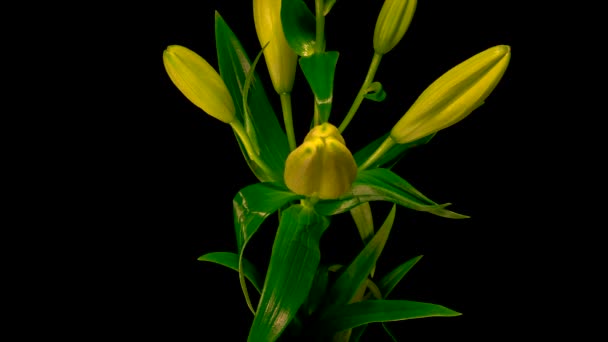 Time-lapse de fleur de lis jaune fleurissant et s'ouvrant sur fond noir 