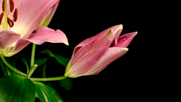 Time Lapse Του Ροζ Λουλούδι Κρίνο Ανθίζει Και Άνοιγμα Μαύρο — Αρχείο Βίντεο