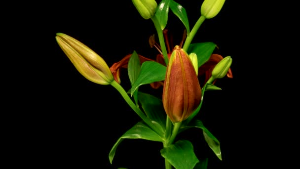 Time Lapse Red Lily Flower Blooming Opening Black Background — Stock Video