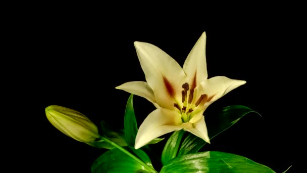 Time Lapse Yellow Lily Flower Blooming Opening Black Background — Stock Video