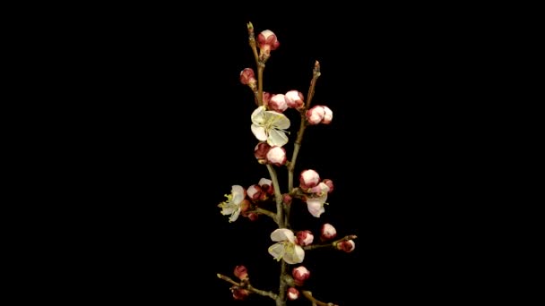 Timelapse Video Meruňkových Květin Rostoucích Kvetoucích Černém Pozadí Meruňkový Květ — Stock video