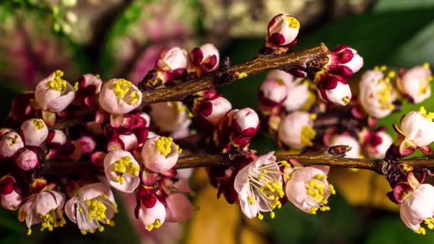 Time Lapse Apricot Flowers Flourishing — Stock Video