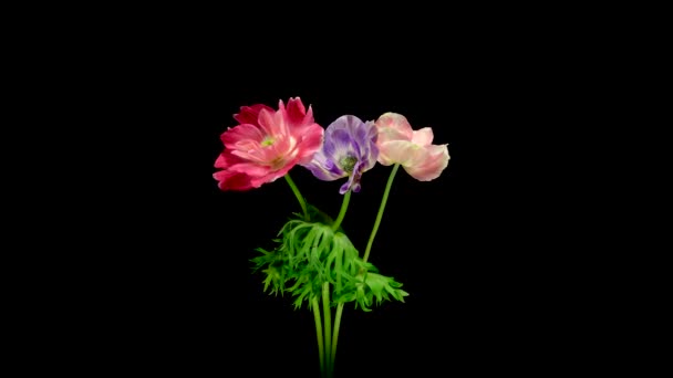 Timelapse Amaryllis Flowers Fails Dies Black Background — Stock Video