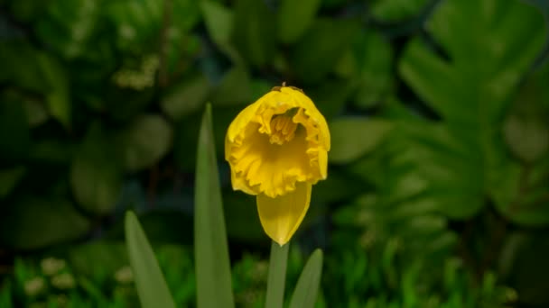 Timelapse Daffodil Narciso Flores Florescendo Fundo Natural — Vídeo de Stock