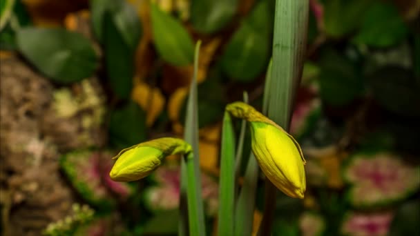 Time Lapse Dois Daffodil Florescendo — Vídeo de Stock