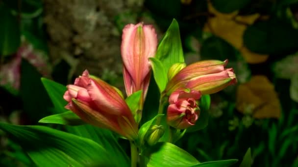 Timelapse Alstroemeria Flowers Flourishing Nature Background — Stock Video