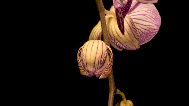 Timelapse 4K d'orchidée rose fleurissant sur fond noir 