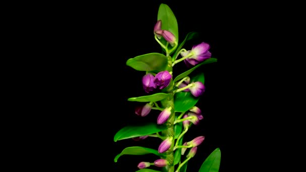 Timelapse Фіолетового Орхідея Dendrobium Квітка Цвіте Чорному Тлі — стокове відео