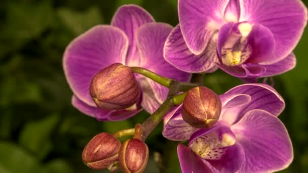 Timelapse Orquídea Rosada Más Flores Que Florecen Fondo Natural Verde — Vídeo de stock