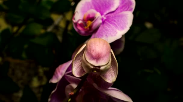 Timelapse Flor Púrpura Orquídea Que Florece Fondo Negro — Vídeos de Stock