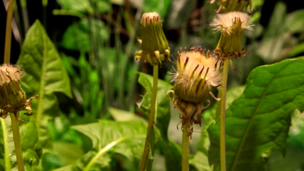 Один Цветок Одуванчика Цветущий Фоне Природы — стоковое видео