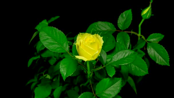 黄玫瑰花在黑色背景上开花的时间 — 图库视频影像