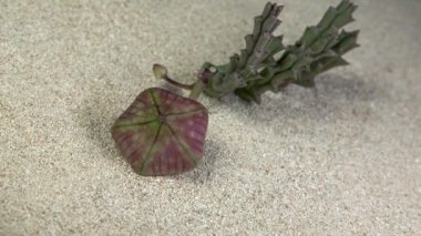 Sarı Stapelia namaquensis çiçeğinin zamanlaması çiçek açıyor ve doğal çöl arka planında açılıyor.