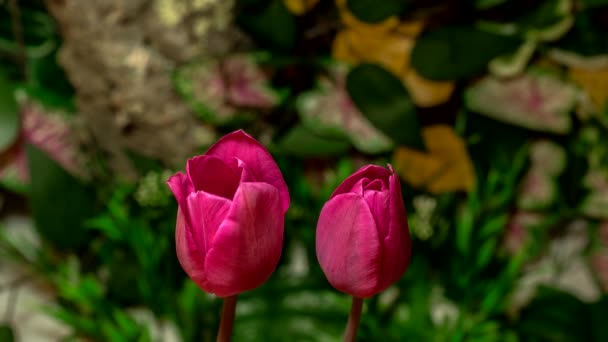 Temps Lapse Fleurs Tulipes Florissantes — Video