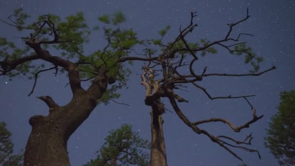 Αστέρια Στο Νυχτερινό Ουρανό Περιστρέφονται Πάνω Από Δέντρα Time Lapse — Αρχείο Βίντεο