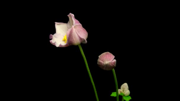 Timelapse Anemone Hupehensis Flores Florescendo Abertura Fechar Falha Fundo Preto — Vídeo de Stock