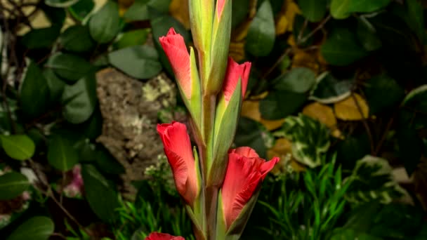 Timelapse Gladiolus Flores Florescendo Fundo Natureza — Vídeo de Stock