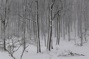 Snowy oak forest with frozen trees in foggy weather
