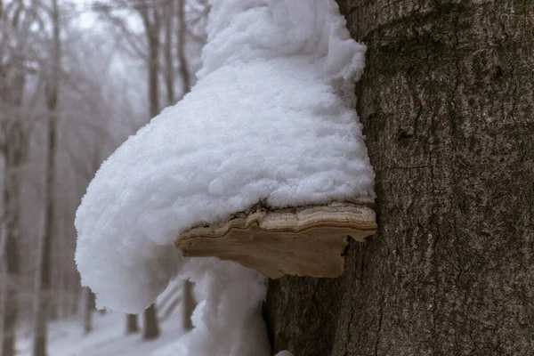 Snow Covered Mushroom Growing Tree Trunk — 스톡 사진