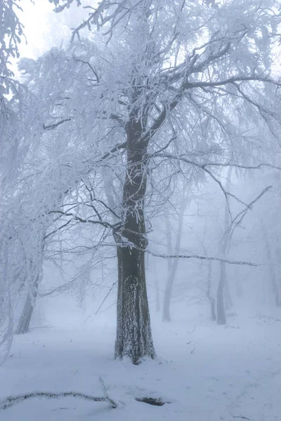 Old Oak Forest Frost Winter Foggy Weather — ストック写真