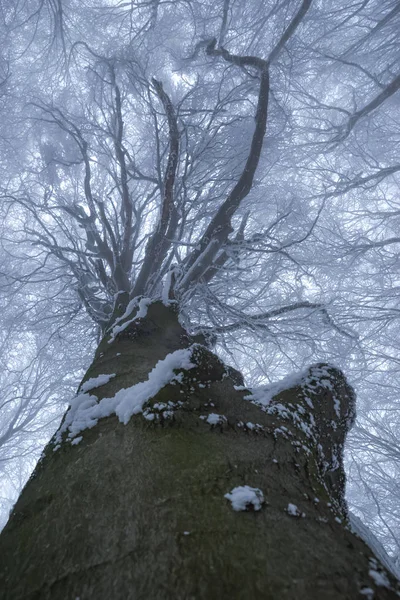 Стовбур Дерева Корона Морозну Туманну Погоду Вид Знизу Вгору — стокове фото
