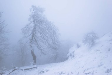 Trees on mountain top with massive frost in misty forest