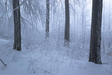 Snowy oak forest with frozen trees in foggy weather