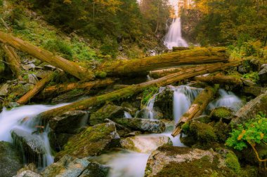 the waterfall and the mountain stream flowing in the forest beneath the dead fall trees