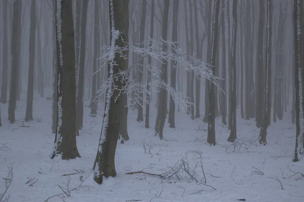 Старий Дубовий Ліс Морозами Зимову Туманну Погоду — стокове фото
